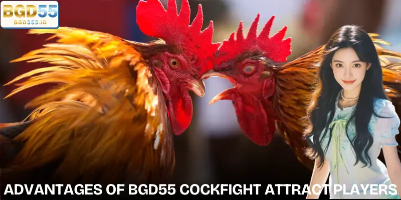 bgd55-cockfight-advantages
