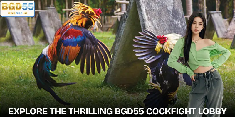 bgd55-cockfight-introduce